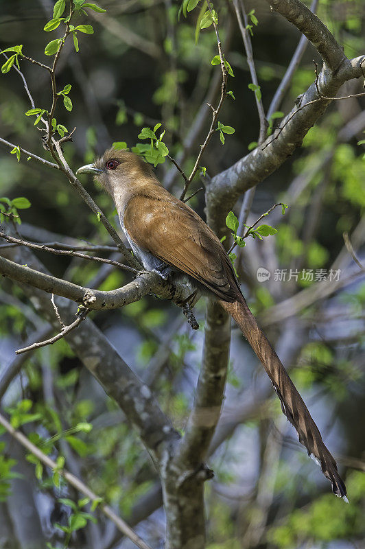 松鼠布谷鸟(Piaya cayana)是一种大型和活跃的布谷鸟，发现在森林栖息地。发现于巴西潘塔纳尔地区。